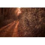 DIMEX ART Флизелинов фототапет път, облицован с дъбове 375 x 250 см