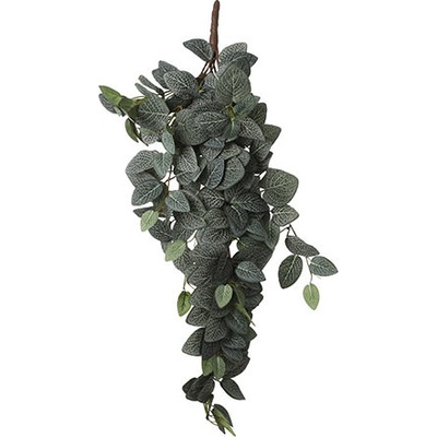 Fitónie - Fittonia závěsná zelená D54, Š20, V15 cm (A1074941)