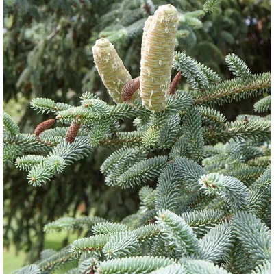 Jedľa španielská, Abies pinsapo Glauca