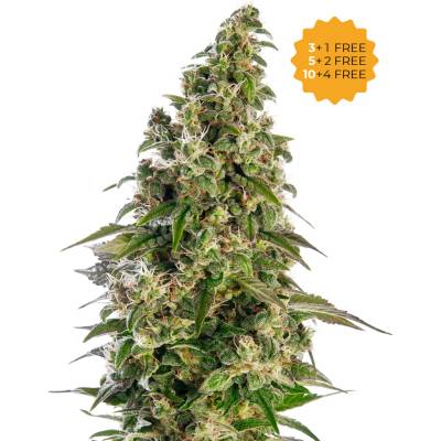 Sensi Seeds Afghani #1 Automatic semena neobsahují THC 3 ks