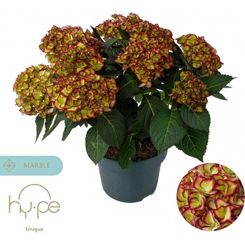 Hy-Pe Unique Marble Hi Moon® - Hy-pe Unique - Хортензия макрофила