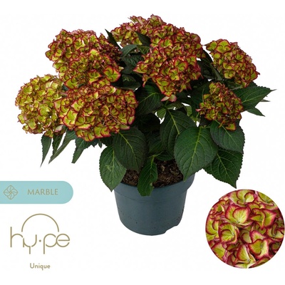 Hy-Pe Unique Marble Hi Moon® - Hy-pe Unique - Хортензия макрофила