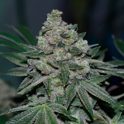R-Kiem Seeds Klementine regular semienka neobsahujú THC 10 ks