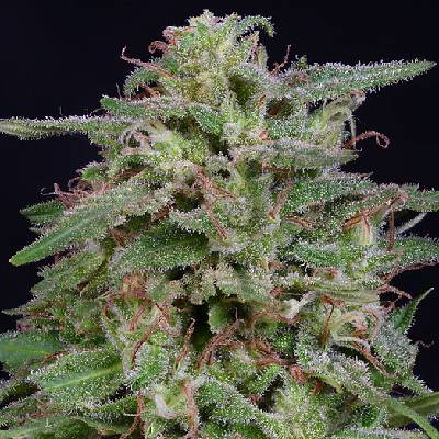 Big Head Seeds White Widow Semienka neobsahujú THC 5 ks