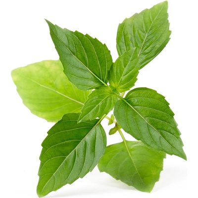 VÉritable (Франция) Пълнител (лингот) Thai Basil Organic за настолна градина Véritable® - тайландски босилек (VLIN-O10-Bas00D)