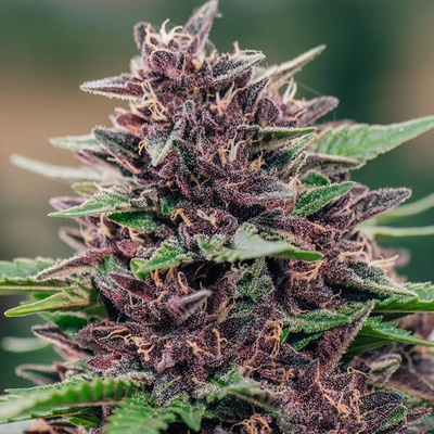 Anesia Seeds Toffee Pudding Auto semienka neobsahujú THC 10 ks