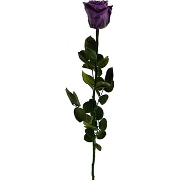 Stabilizovaná růže - fialová