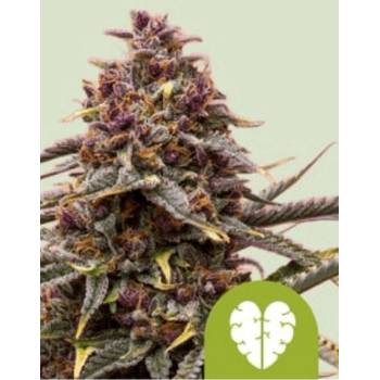 Royal Queen Seeds Cannabis Seeds Pink Mist Auto