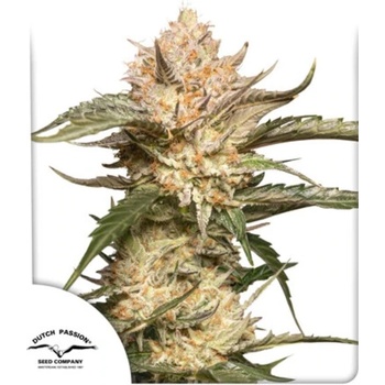 Dutch Passion Auto Trichome & Cream semena neobsahují THC 100 ks