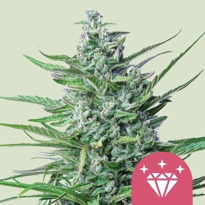 Royal Queen Seeds Special Kush #1 semena neobsahují THC 10 ks