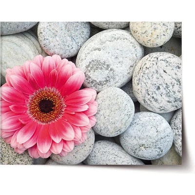 Sablio Plagát Gerbera na kameňoch - 60x40 cm