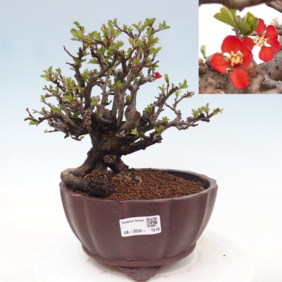 e-bonsai Venkovní bonsai - Chaneomeles speciosa - Kdoulovec ozdobný