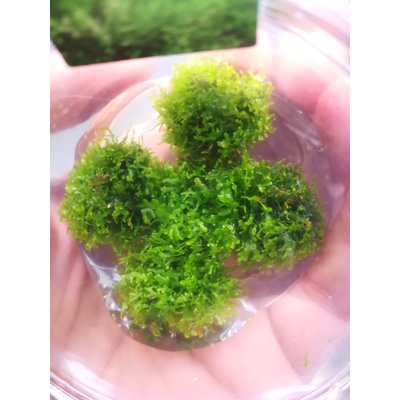 Riccardia chamedryfolia