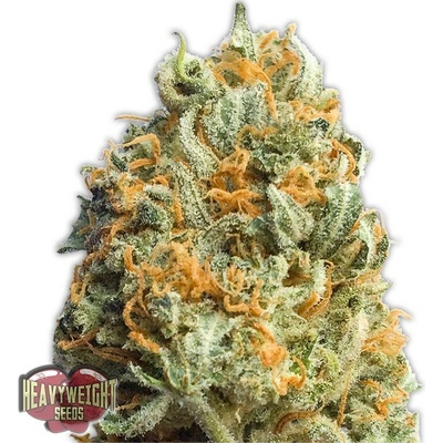 Heavyweight Seeds Fully Loaded AUTO semena neobsahují THC 3 ks