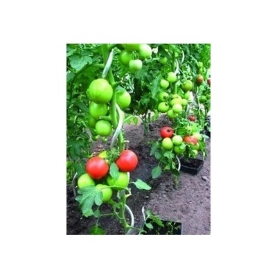 PROTECO 1806-Z tyč k rajčatům spirálová 1.8m, 6.5mm pozink