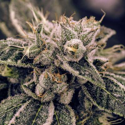Expert Seeds Northern Lights semena neobsahují THC 3 ks