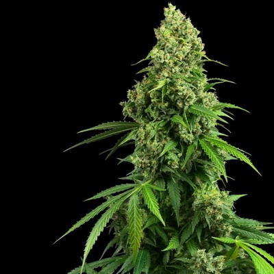Sensi Seeds Research Honey Melon Kush Automatic semienka neobsahujú THC 1 ks
