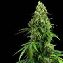 Sensi Seeds Research Honey Melon Kush Automatic semena neobsahuji THC 3 ks