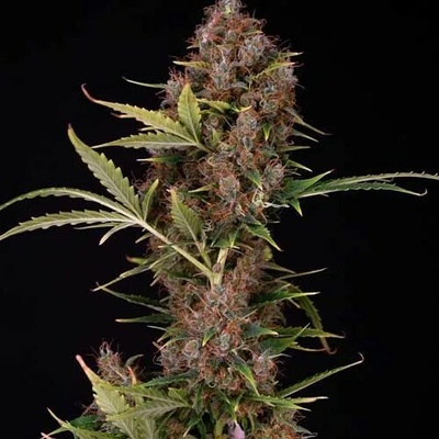 Spliff Seeds Dutch Automatic semienka neobsahujú THC 3 ks