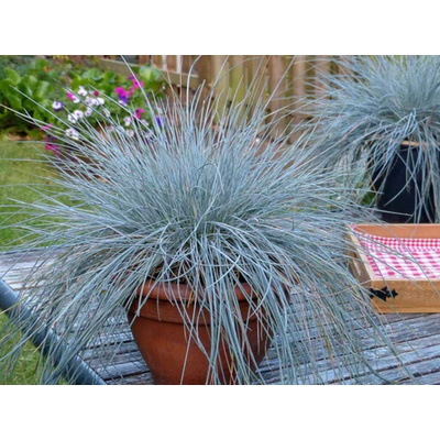 Kostrava sivá Compact Blue, kvetináč 10,5 cm