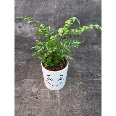 Pteris ensiformis ‘Evergemiensis’ (Kapradina )