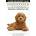 Goldendoodles: The Owners Guide from Puppy to Old Age