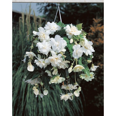 Begónia previslá 'Pendula white' 2 ks Velikost hlízy: 5/6