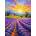 Enjoy - Puzzle Lavender Sunset - 1 000 piese