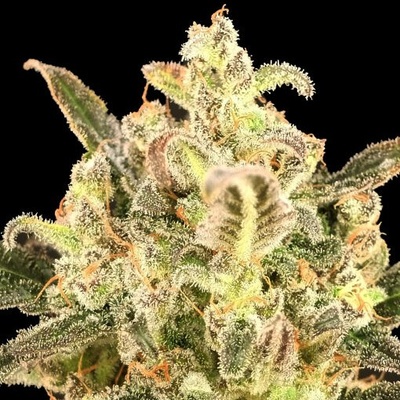 Advanced Seeds Auto Biodiesel Mass XXL semienka neobsahujú THC 100 ks