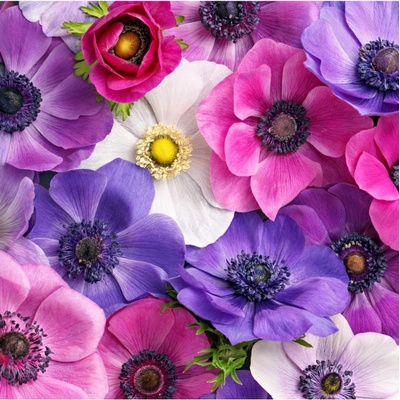 Sasanka plnokvětá směs - Anemone - hlízy sasanky - 9 ks