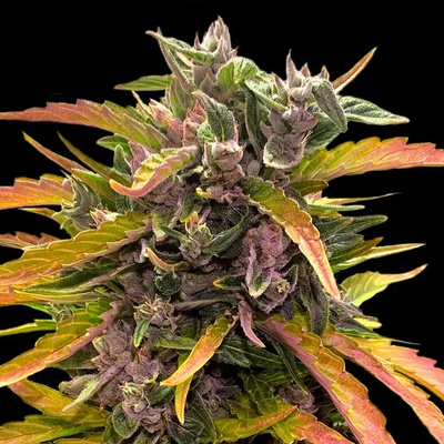 Barney´s Farm Gorilla Glue Auto semienka neobsahujú THC 25 ks.