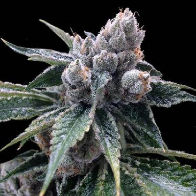 DNA Genetics White Walker Kush semena neobsahují THC 5 ks
