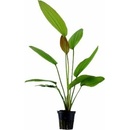 Echinodorus Rosé