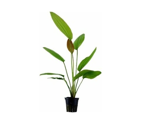 Echinodorus Rosé