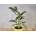 Aglaonema Cutlass