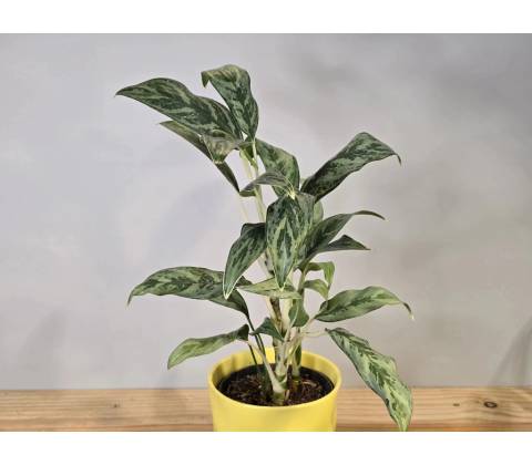 Aglaonema Cutlass
