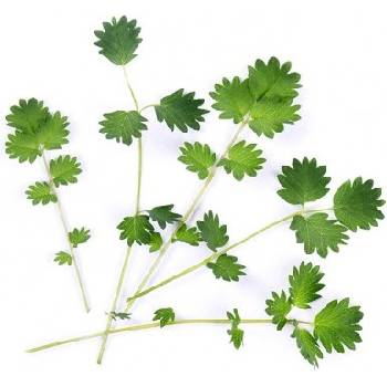 Veritable Вложка за семена Lingot листни зеленчуци по-малко изгаряне (lingot-krwisciag)