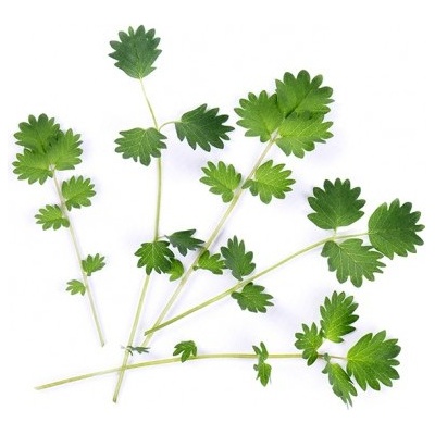 Veritable Вложка за семена Lingot листни зеленчуци по-малко изгаряне (lingot-krwisciag)