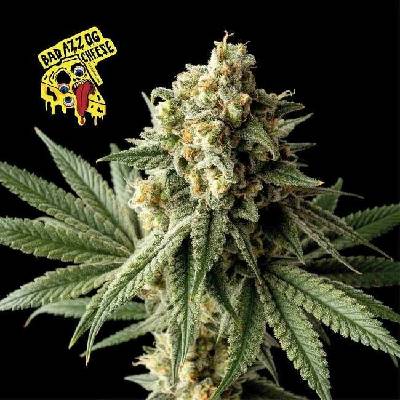 Seedsman Badazz OG Cheese semena neobsahují THC 3 ks