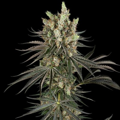 Sensi Seeds Research Slam Dank semena neobsahují THC 3 ks