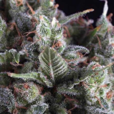 Pyramid Seeds Olympia semena neobsahují THC 5 ks