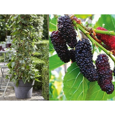 Moruša čierna Mojo Berry, výška 50-90 cm, kvetináč 2 l