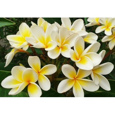 KVET LEI – FRANGIPANI (PLUMERIA RUBRA) MIX