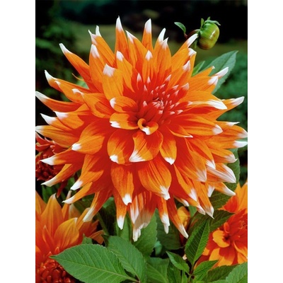 Jiřina 'Colour spectacle' 1 ks