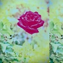 Trip - Lambchop LP