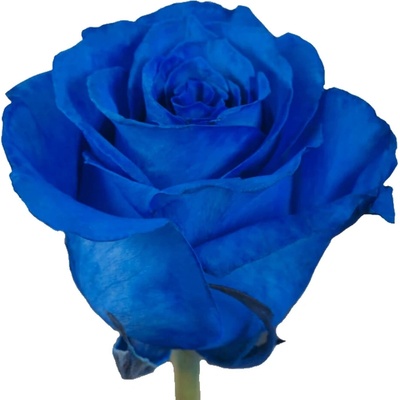 ROSA BLUE ROYAL 70cm - MODRÁ RŮŽE (XXL) EQ