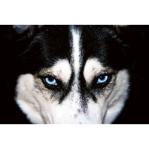 DIMEX ART Флизелинов фототапет хъски 375 x 250 см
