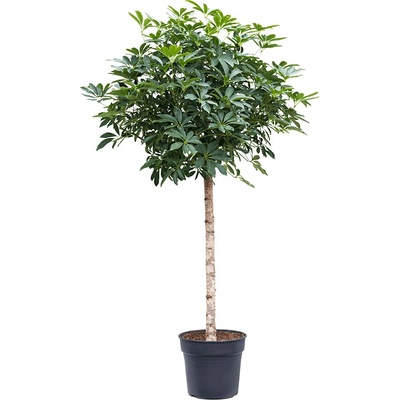 Schefflera arboricola "Compacta" 38x200 cm