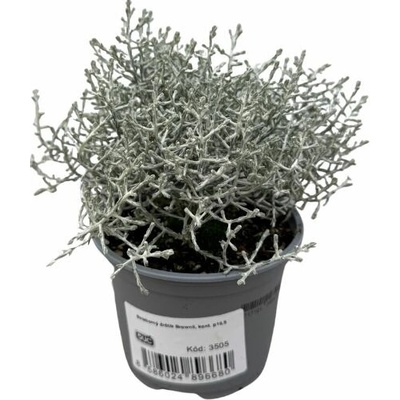 Strieborný drôtik Brownii, kvetináč 10,5 cm