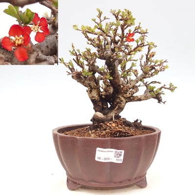 e-bonsai Venkovní bonsai - Chaneomeles speciosa - Kdoulovec ozdobný